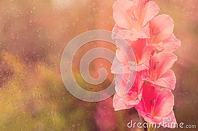 Beautiful pink gladiolus. Soft tone Stock Photo