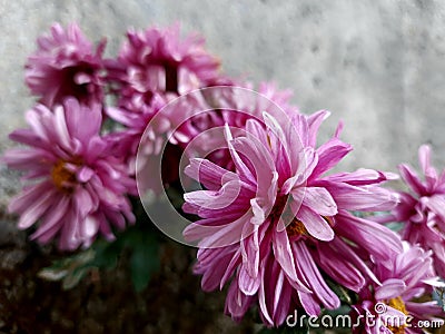 Beautiful pink hardy chrysanthemums in garden Stock Photo