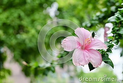 Beautiful Pink Hibiscus or Bunga Raya Flower Stock Photo