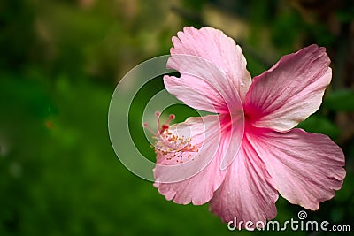 Beautiful pink hibiscus flower in the garden with green background Stock Photo