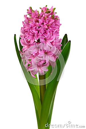 Pink hyacinth Stock Photo