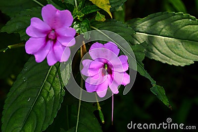 Beautiful Pink impatient flower bloming under sunlight Stock Photo