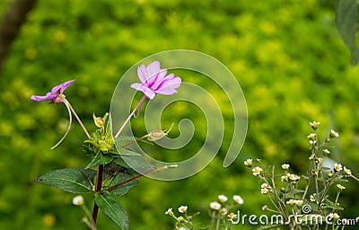 Beautiful impatient flower bloming and wild small flower Stock Photo