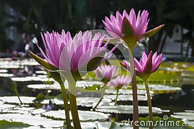 Beautiful pink Indian lotus flowers Stock Photo