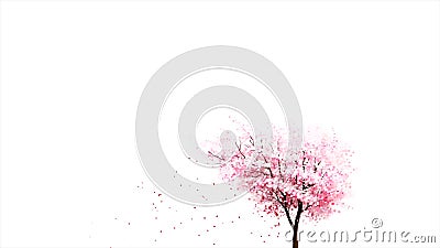 Beautiful pink japanese sakura cherry tree in full blossom and flower petals falling on white background, seamless loop Stock Photo