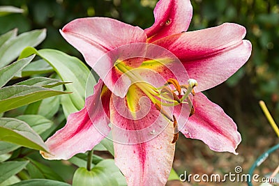 Beautiful pink lilium Anastasia in summer garden Stock Photo