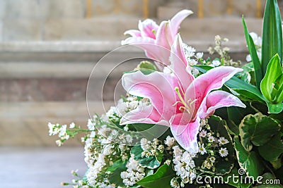 Beautiful pink lilly Stock Photo