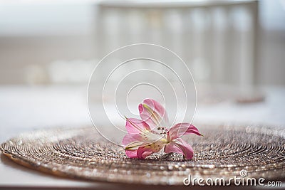 Beautiful pink lily flower. Old lens test Stock Photo