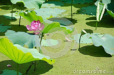 Beautiful pink lotus flower Stock Photo