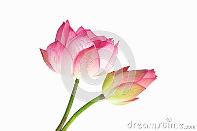 Beautiful pink lotus flower bouquet isolated on white background Stock Photo