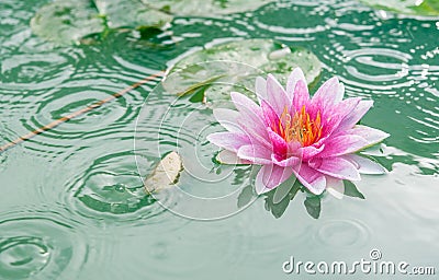 Beautiful Pink Lotus, water plant with reflection Stock Photo