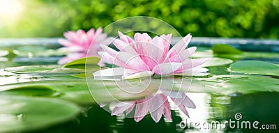 Beautiful Pink Lotus, water plant with reflection in a pond Stock Photo