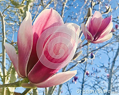 Beautiful Pink Magnolia buds under blue sky. Stock Photo