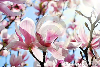 Beautiful pink magnolia in spring sunshine Stock Photo