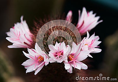 Beautiful pink mammillaria beneckei cactus flower Stock Photo