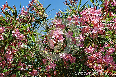 Beautiful Pink Oleander flower (Nerium oleander). Blossom of Nerium oleander flowers tree. Pink flowers on shrub Stock Photo
