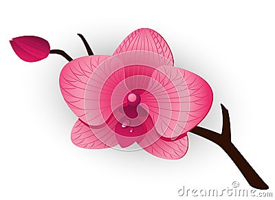 Beautiful pink Orchid Vector Illustration