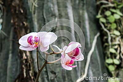 Beautiful pink orchid flower branche Stock Photo