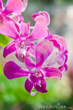 The beautiful pink orchid flower Stock Photo