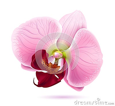 Beautiful pink orchid vector flower Vector Illustration