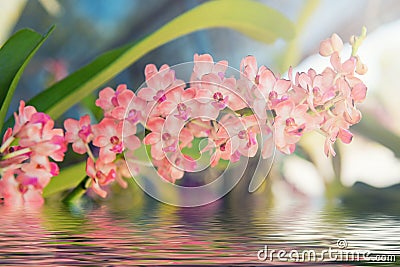 Beautiful pink orchids flower tree with water reflection. Stock Photo
