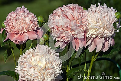 Beautiful pink Peonie flowers in a garden against countryside background Stock Photo