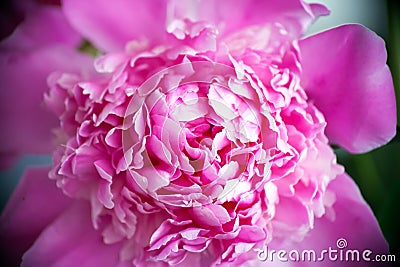 Beautiful pink peony background in vintage style. Beautiful flowers, peonies. A bouquet of pink pawns background. Lush petals of Stock Photo