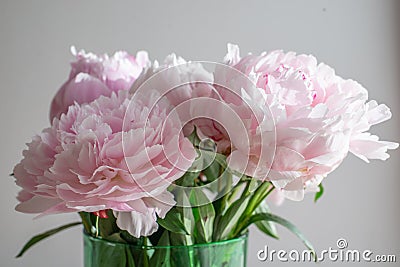 Beautiful pink peony background in vintage style. Beautiful flowers, peonies. Stock Photo