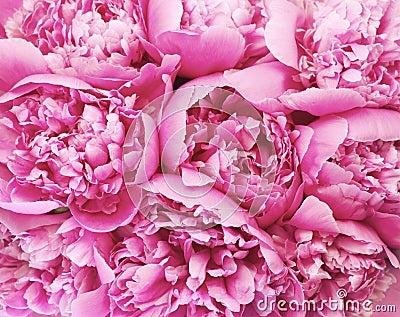 Beautiful pink peony bouquet background. Blooming peony flowers close-up. Valentine`s Day Stock Photo