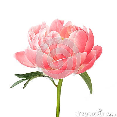 Beautiful pink peony flower isolated on white background Stock Photo