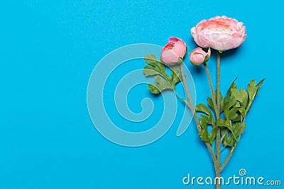 Beautiful pink peony flowers on blue background Stock Photo