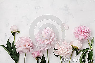 Beautiful pink peony flowers on white stone table with copy space for your text top view and flat lay style. Stock Photo