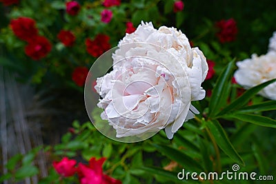 Pink peony blooms in the garden surrounded by roses. Stock Photo