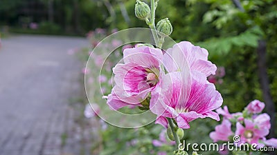 Beautiful pink petals of Hollyhocks, known as Alcea is flowering plants in mallow family Malvaceae, on blurred green Ficus plant Stock Photo