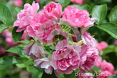 Light pink petals of fragrant roses on healthy bushes in backyard garden Stock Photo