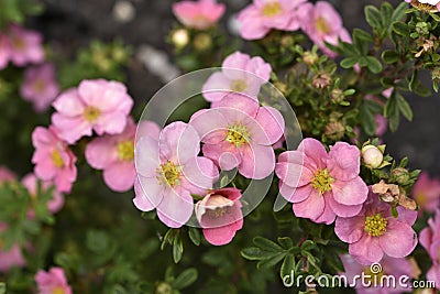 Beautiful pink Potentilla flowers on a green bush. Small red flowers of Rosaceae Stock Photo