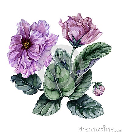 Beautiful pink and purple african violet flowers Saintpaulia with green leaves and closed buds isolated on white background. Cartoon Illustration