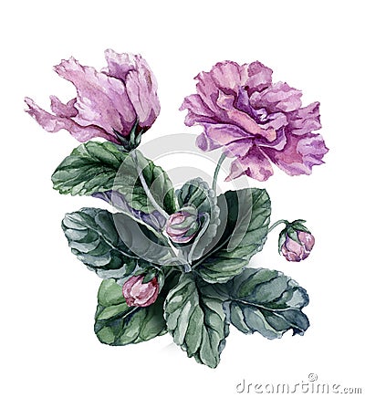 Beautiful pink and purple african violet flowers Saintpaulia with green leaves and closed buds isolated on white background. Cartoon Illustration