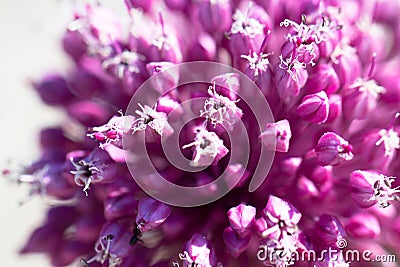 Beautiful pink and purple garlic flower blossom as spring background full of positive bright sunlight Stock Photo