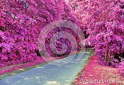 Beautiful pink and purple infrared shots of country landscapes in europe Stock Photo