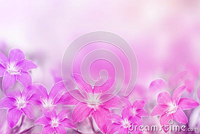 Beautiful pink and purple rain lily flower on soft romance background Stock Photo