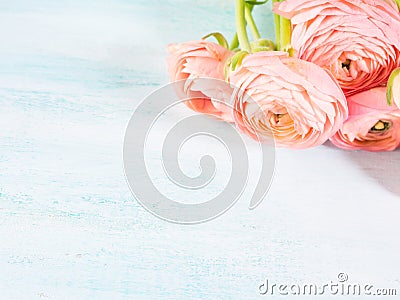 Beautiful pink ranunculus bouquet on turquoise Stock Photo