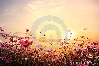 beautiful pink and red cosmos flower field with sunset Stock Photo