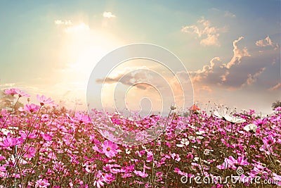 Beautiful pink and red cosmos flower field with sunshine Stock Photo