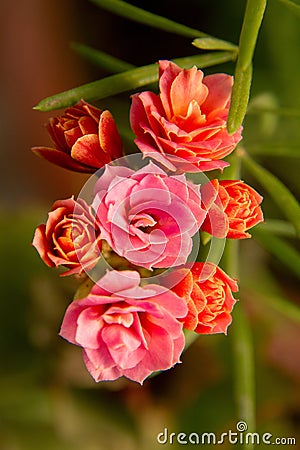 Beautiful and pink red room flowers Stock Photo