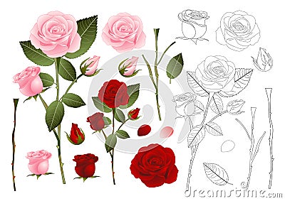 Beautiful Pink and Red Rose Outline - Rosa. Valentine Day. Vector Illustration Vector Illustration