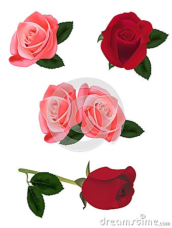 Beautiful pink and red roses. Vector Illustration