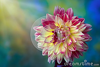 Beautiful pink, red and yellow Dahlia flower closeup Stock Photo