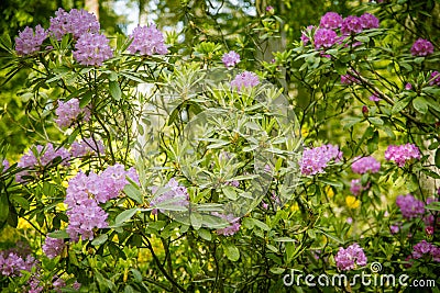 Beautiful pink rhododendron flowers on a natural background Stock Photo