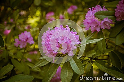 Beautiful pink rhododendron flowers on a natural background Stock Photo